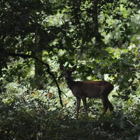 Des Landes De Boutoura Pissos